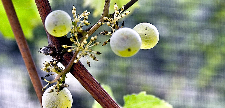 particolare di un grappolo