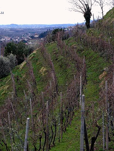 Un vigneto di Marco Sara