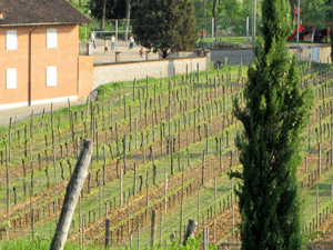 Vigna che costeggia l'azienda Villa Russiz