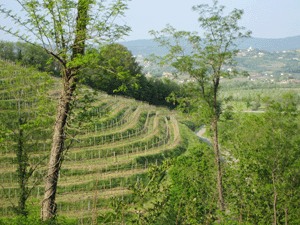 Vigneti Villa Russiz