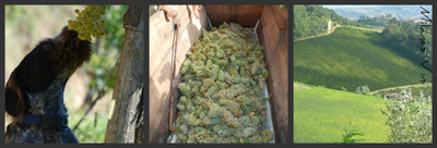 Vigne azienda Russiz Superiore