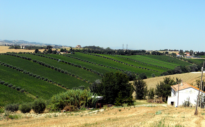 Panorama dall'azienda Montecappone - Marche
