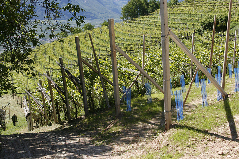 Nuovo impianto di vigneto a guyot di gewurztraminer