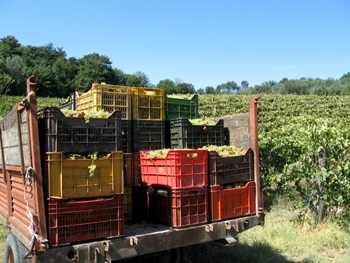 Cassette di pallagrello bianco