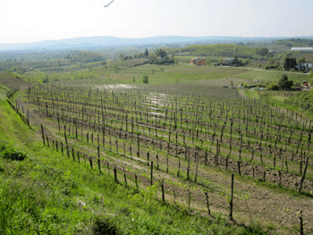 Vigneto dell'azienda Picech
