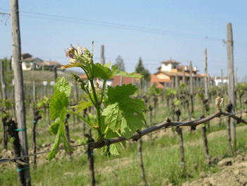 La vite nella fase vegetativa