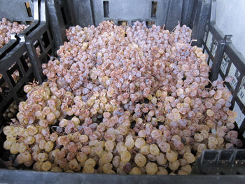 Picolit in appassimento