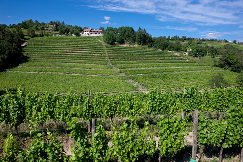 Vigneti di Villa Parens - Friuli V.G.