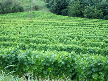 Vigneto dell'azienda Radikon