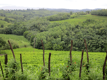 Altro vigneto dell'azienda Radikon