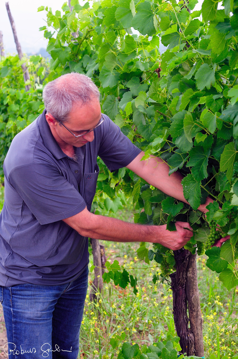 Raffaele Troisi scopre i grappoli di greco