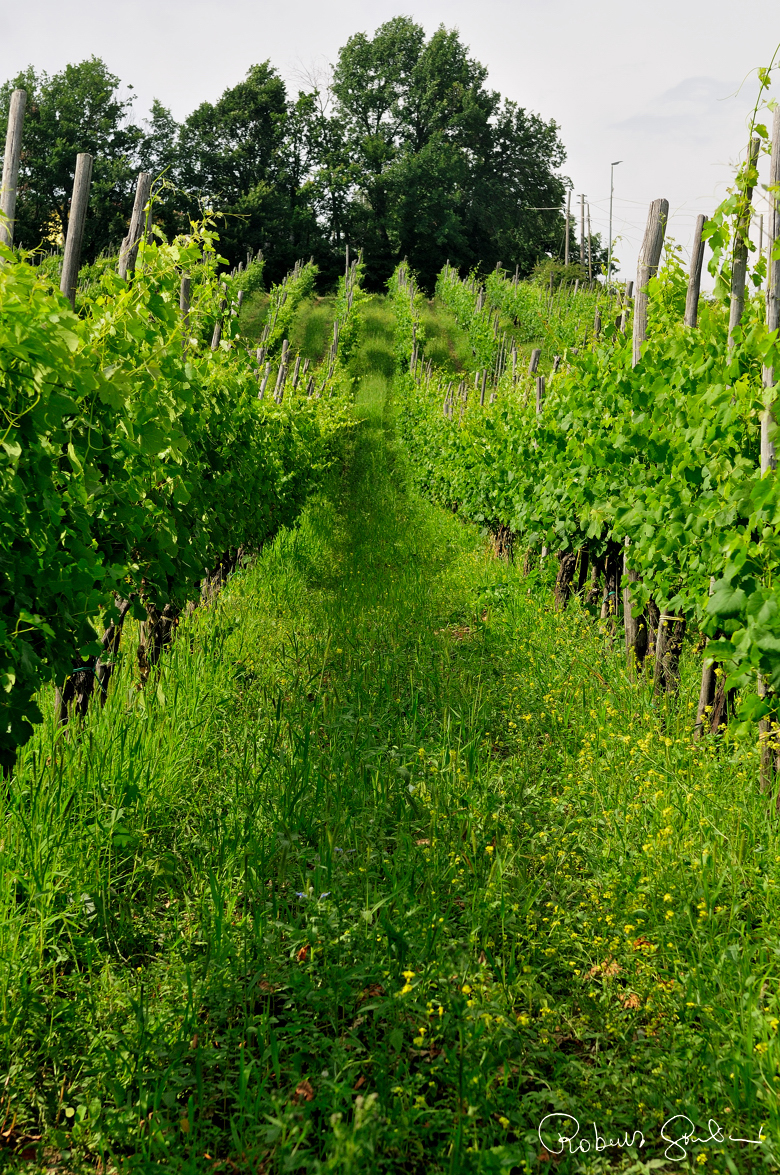 La vigna di greco in salita