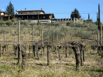 Un vigneto aziendale