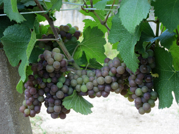 Il pinot grigio nella fase in cui cambia colore (invaiatura)