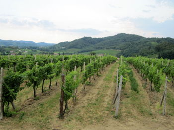 Le vigne di Ronco Severo