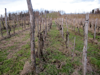 Roncus. i filari di un vigneto
