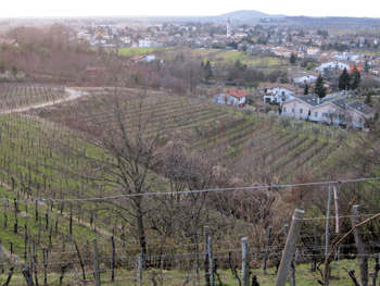 Un vigneto dell'azienda Roncus