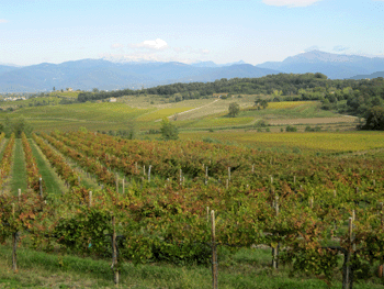 Vigneti Torre Rosazza