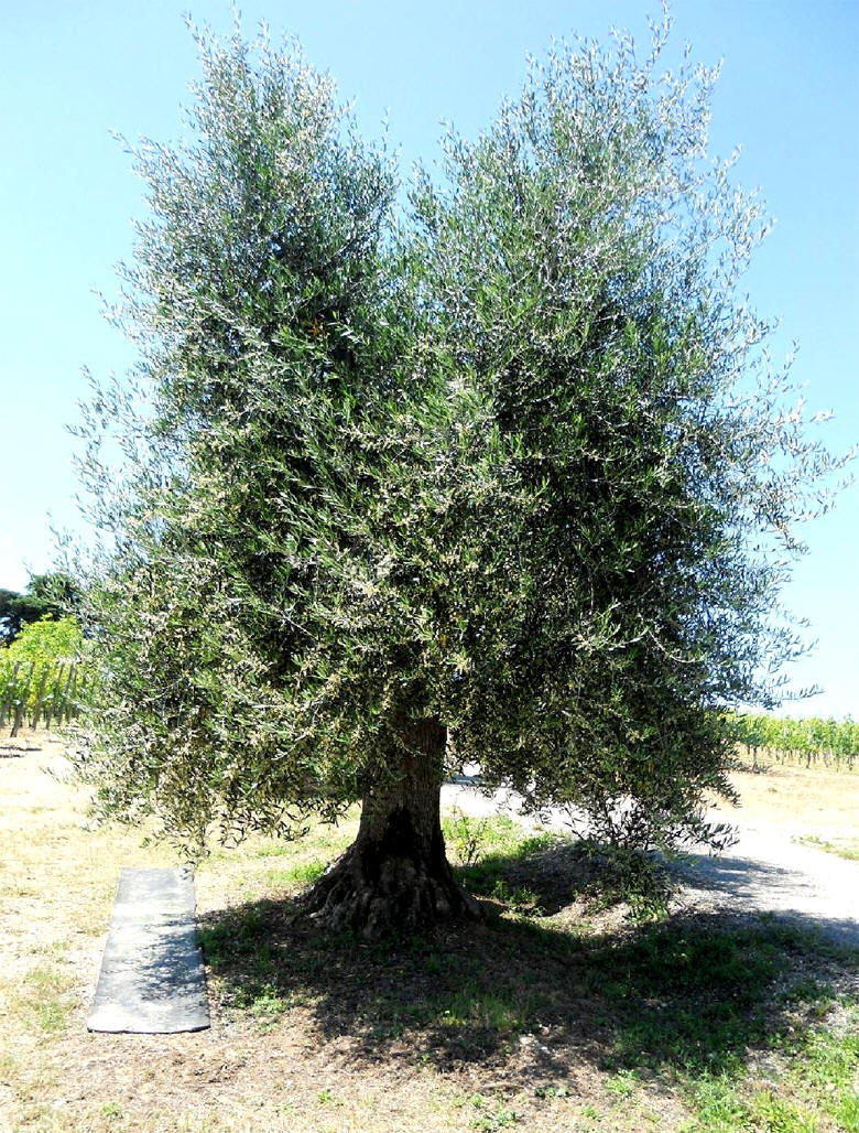 Un ulivo