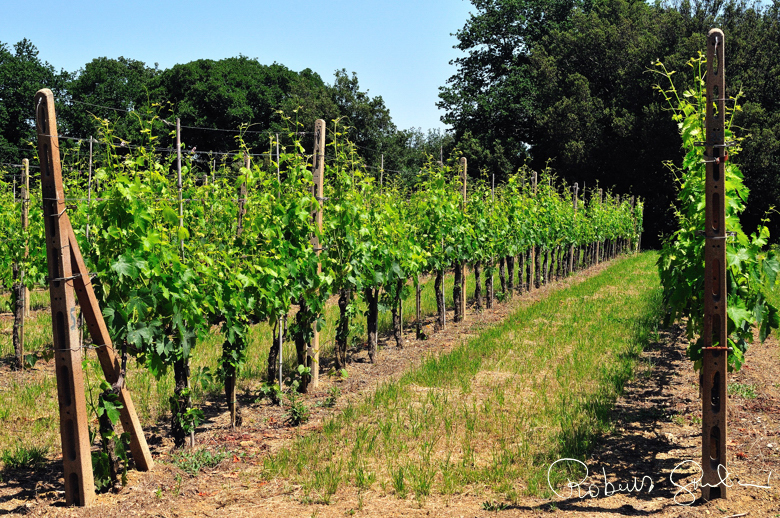 Un vigneto de La Cerbaiona