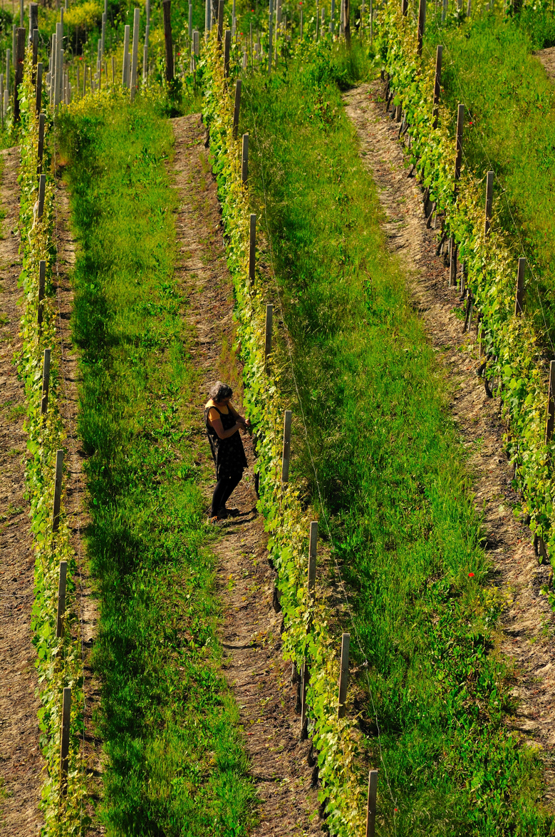 La mamma di Simone Scaletta in vigna