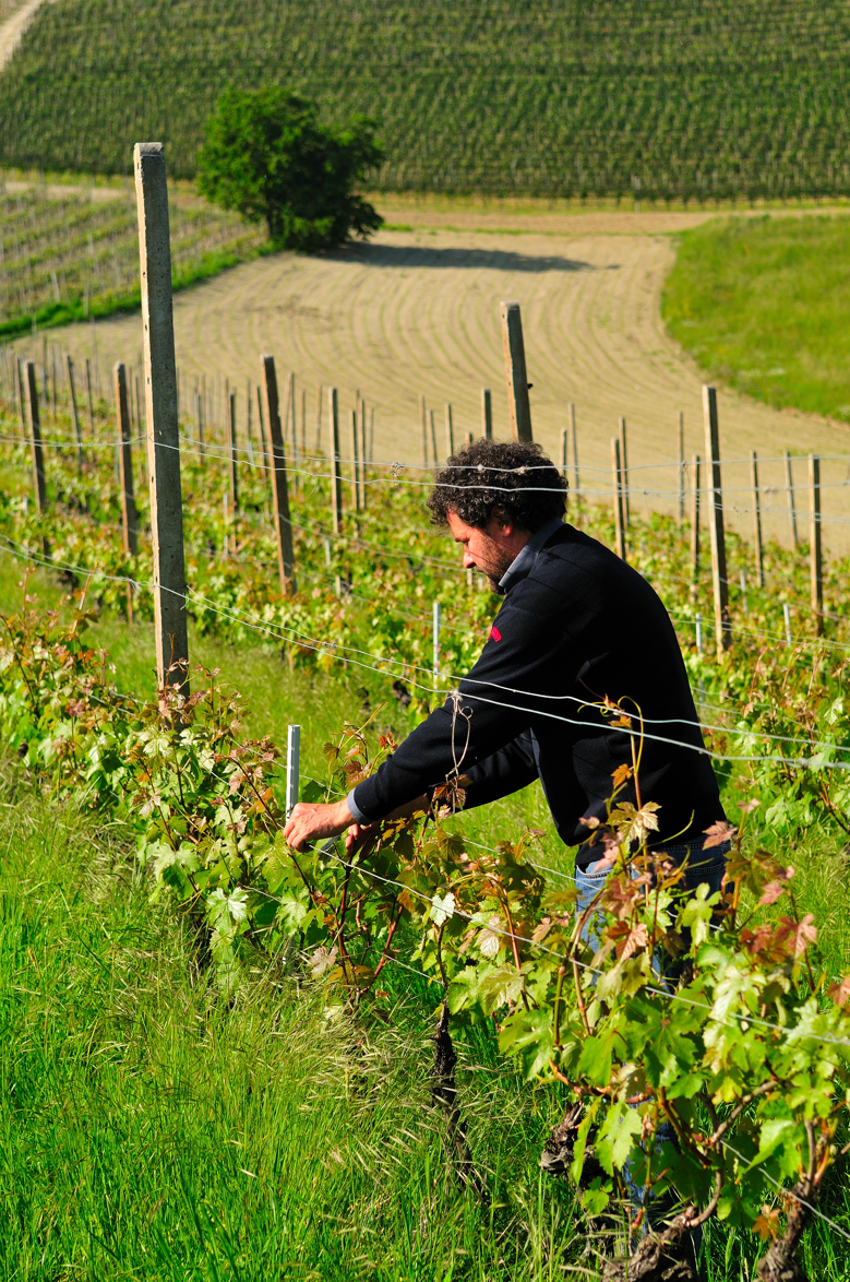 Simone Scaletta tra i filari