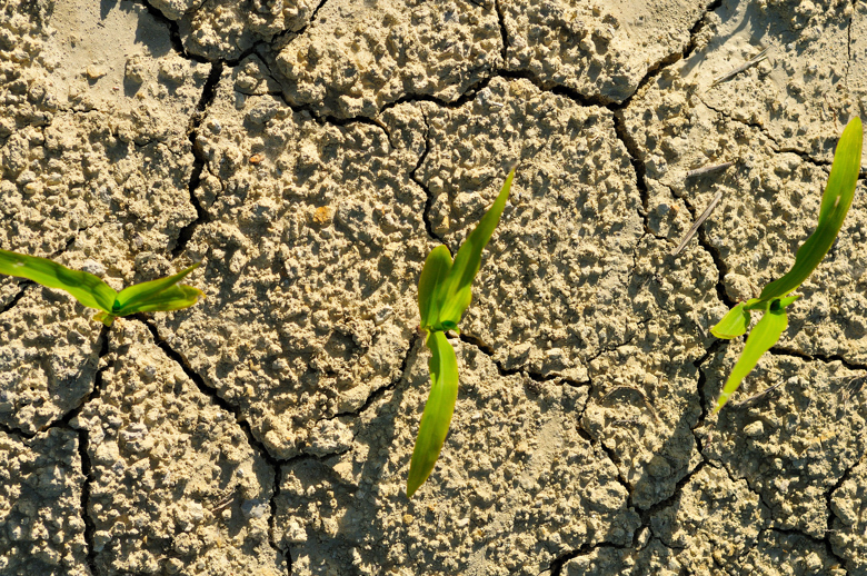La terra dove dimorano le vigne