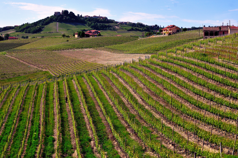 Panorama sui vigneti dall'azienda di Simone Scaletta