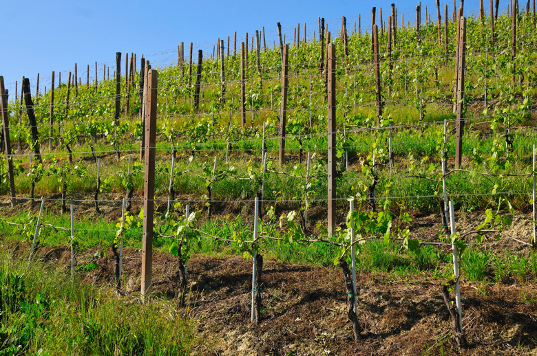 Particolare di una vigna