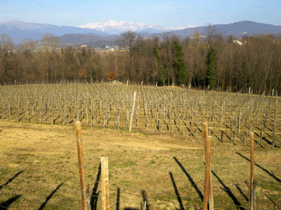 Un vigneto dell'azienda Scubla