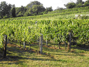 Una vigna dell'azienda Skerk