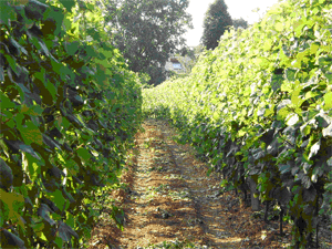 Sentiero fra le vigne di Skerk