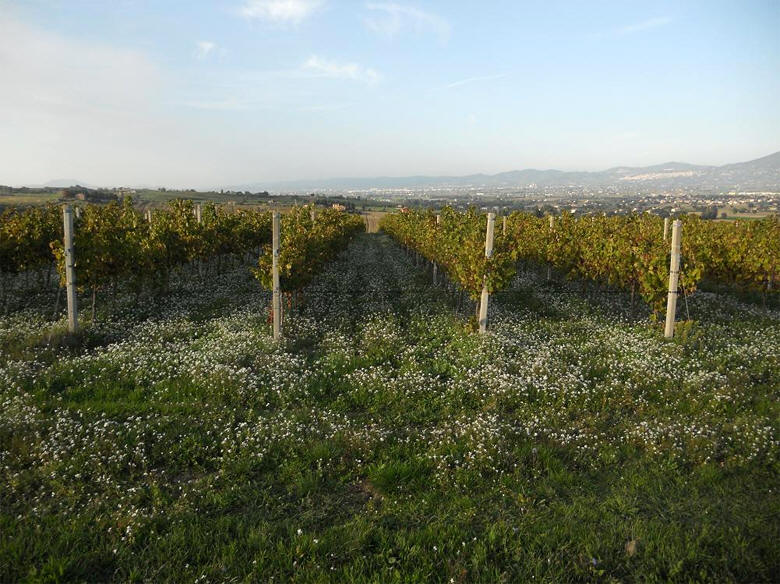I vigneti della tenuta