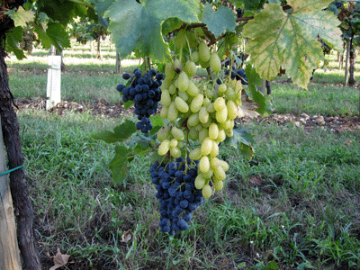 Matrimonio di uve bianche e nere