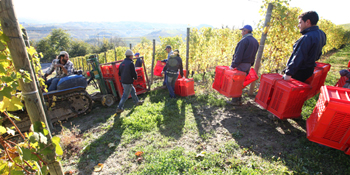 La raccolta in vigna
