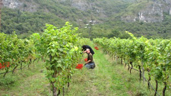Vallarom: gli ultimi diradamenti in vigna