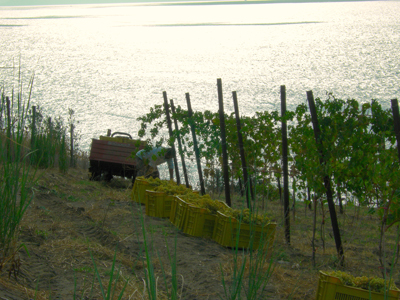 La vendemmia