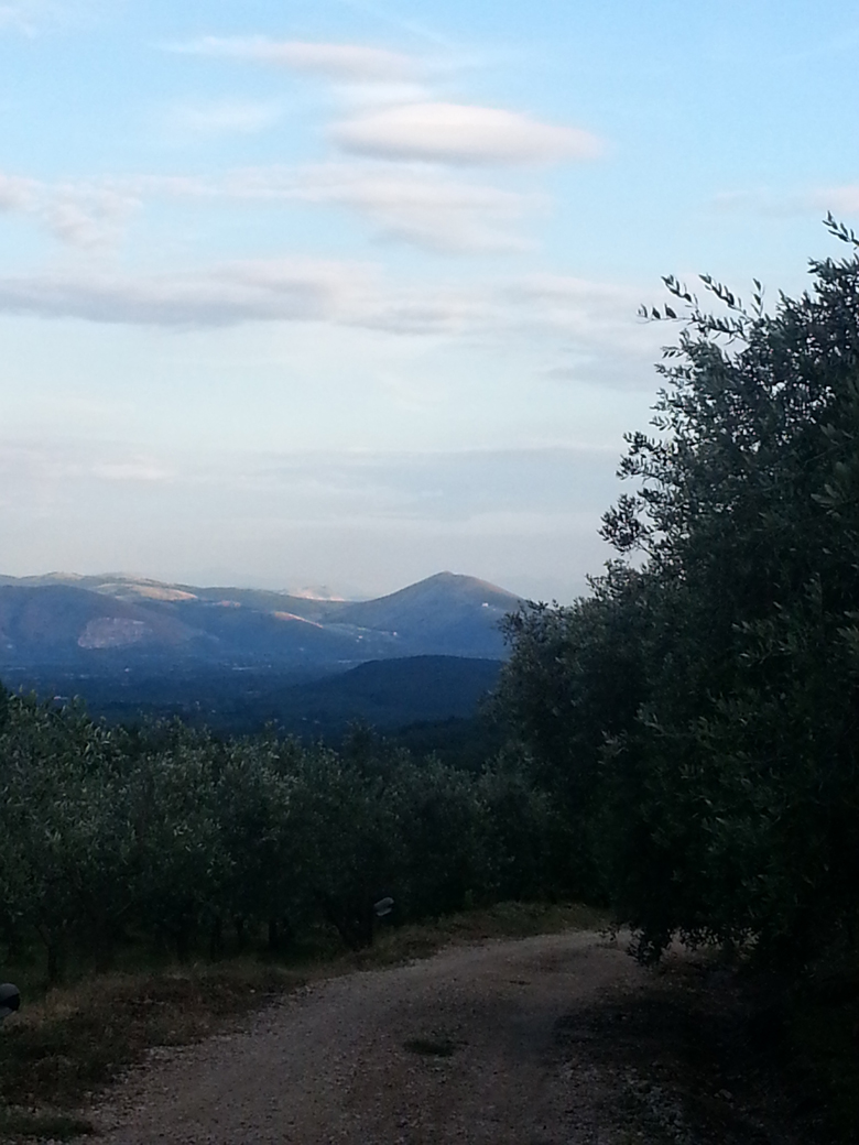 Il viale degli ulivi