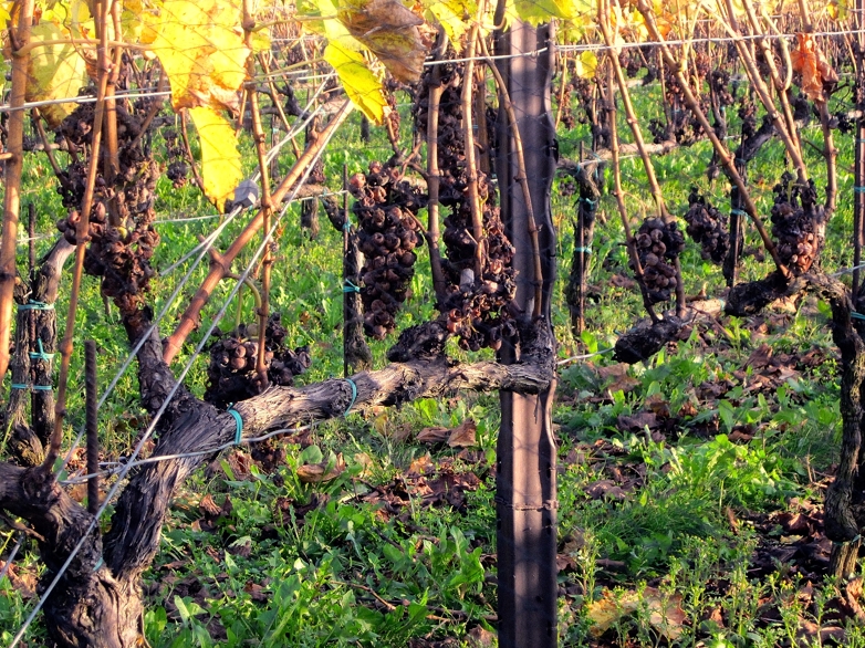 Appassimento novembrino della Malvasia botrizzata dalla muffa nobile