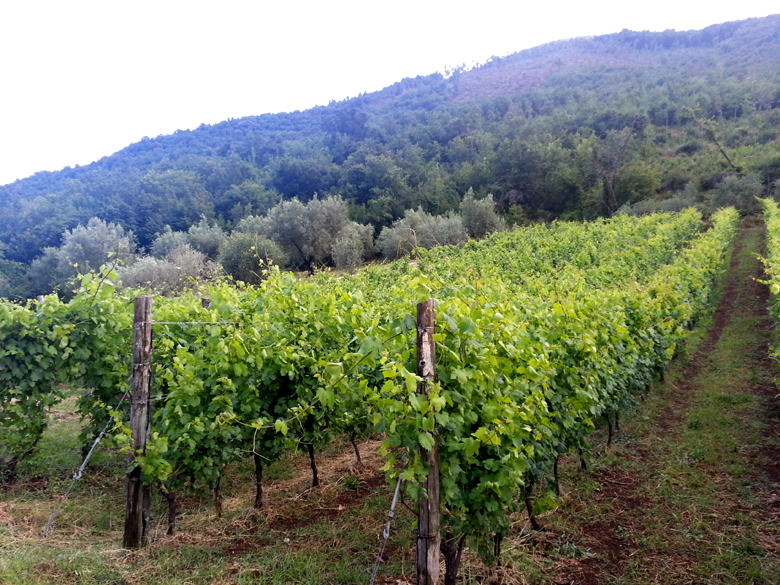 Filari di Vigna Bosco