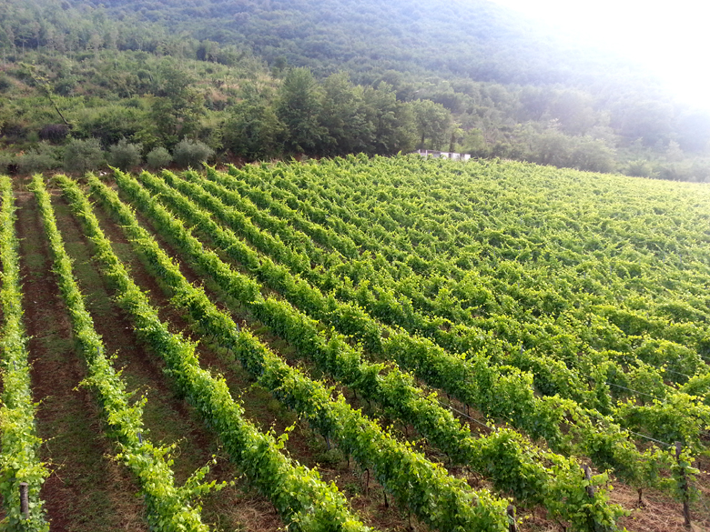 Vigna Bosco da un'altra angolazione