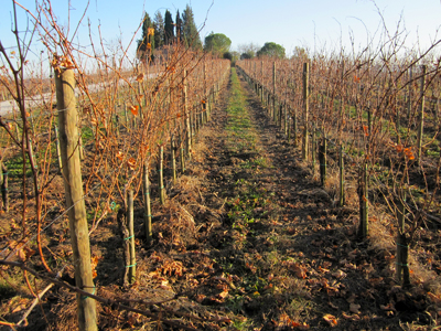 Vigne azienda Russiz Superiore