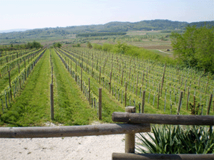 I vigneti dell'azienda