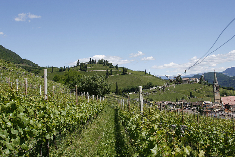 Vigneti di Gewurztraminer a Termeno