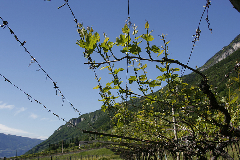 Vigneti di gewurztraminer a pergola