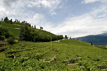 Vigneto Castel Rechtental