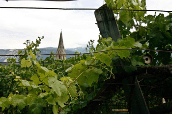 Particolare di un vigneto a Castel Rechtental