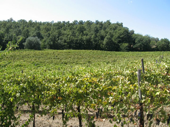 Vigneto di pallagrello nero