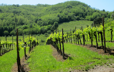 Il vigneto di ribolla gialla