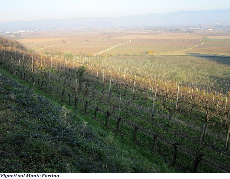 Vigneti sul Monte Fortino
